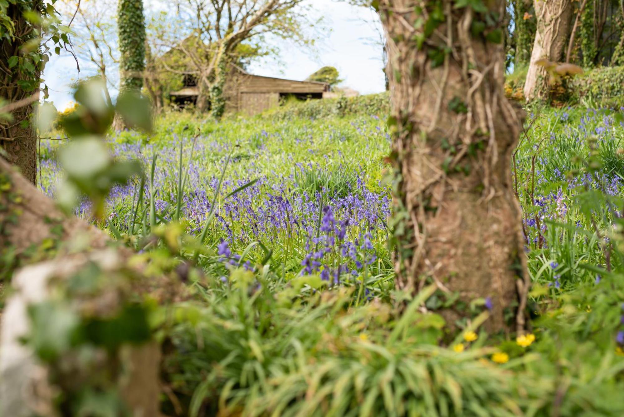 Timber Hill Self Catering Cedar Lodges Broad Haven Exteriör bild